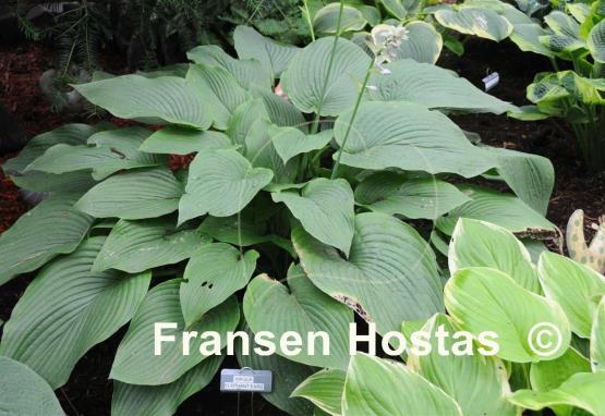 Hosta Abiqua Elephant Ears